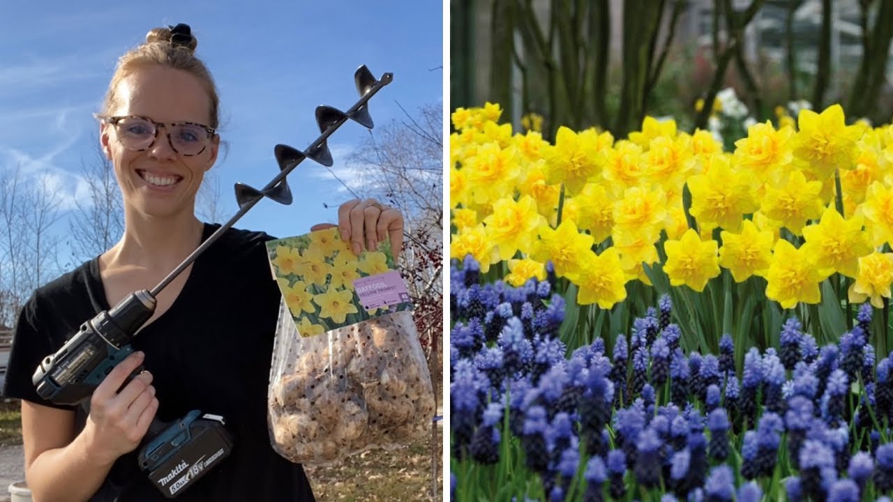 Planting Daffodils & Muscari Bulbs! My Drill Almost Started On Fire! 😬🔥 | Simply Bloom