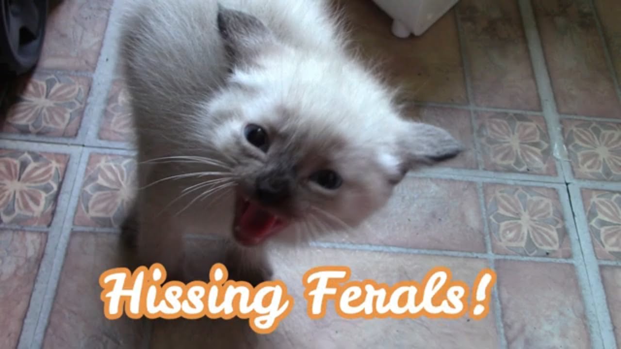 Hissing And Growling Feral Kittens! 😺
