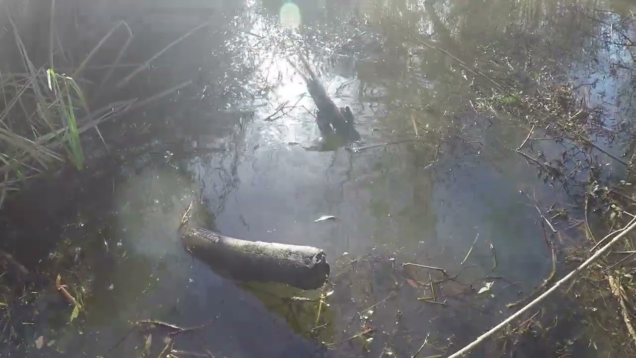 # Trapping adventure # Nuisance Beaver