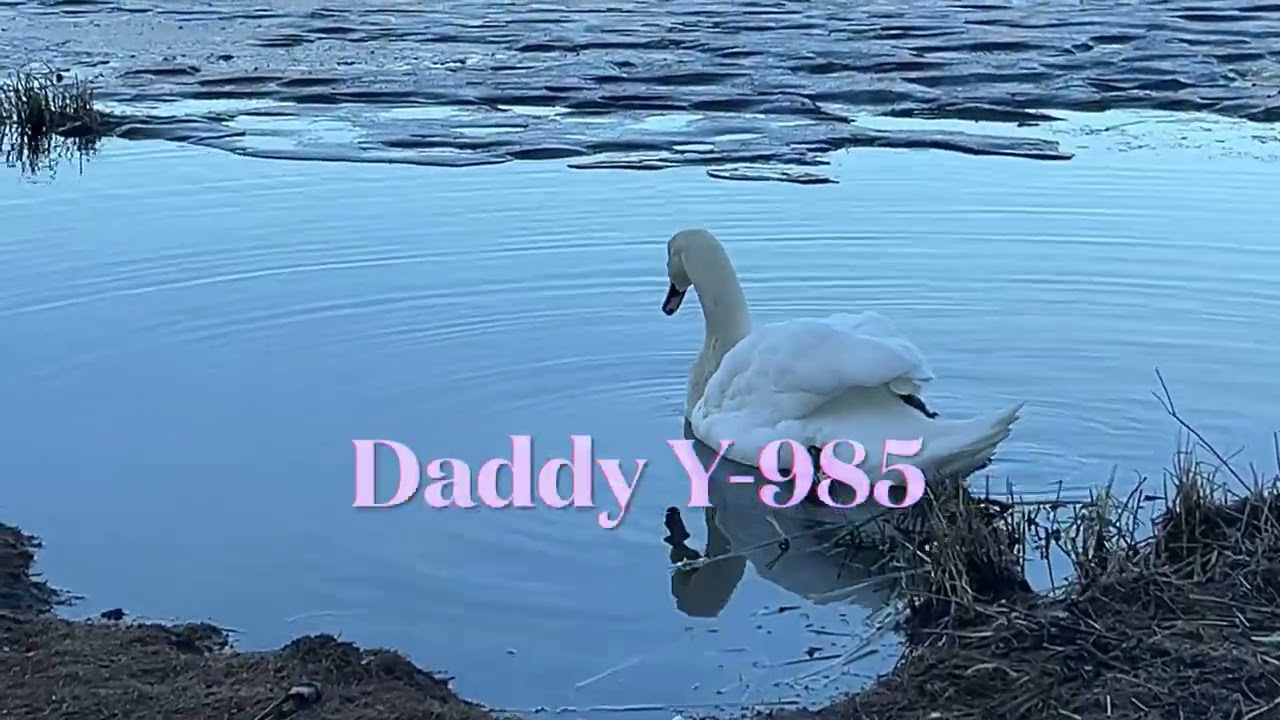 Swans do morgning fresh up whith  Ducks who are arguing at Breakfast- Norway 