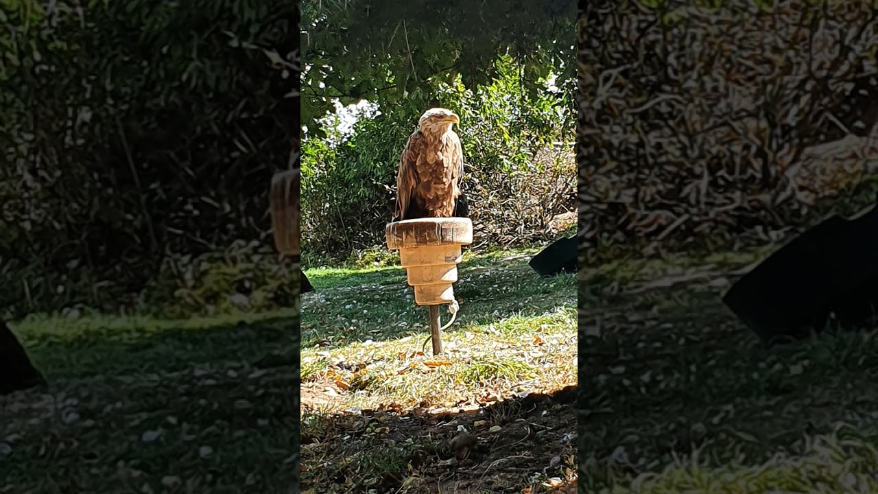 Ich bei der vogelshow (es war geil)