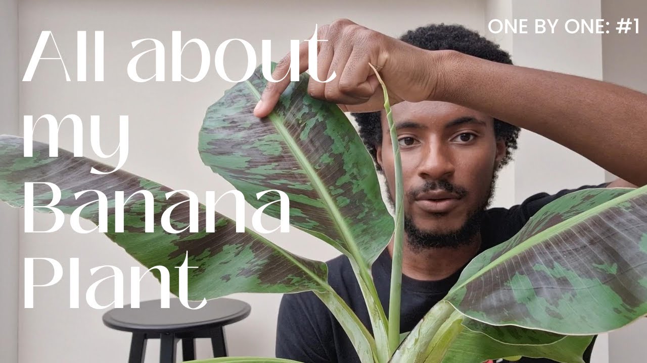 All about my Banana Plant | Musa Acuminata Zebrina