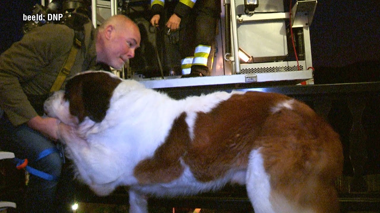 Hond van 100 kilo durft trap niet af