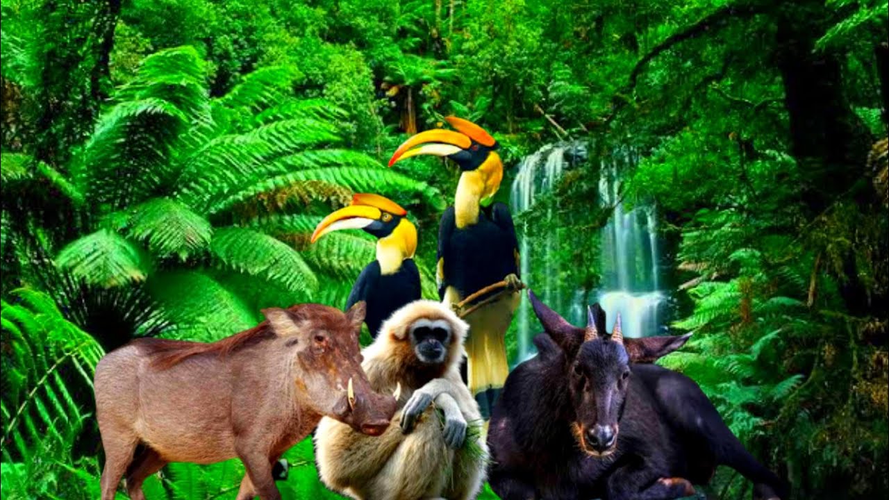 อาณาจักรคนป่า ep 16 เดินทางออกจากป่า ระหว่างทางแวะชมธรรมชาติและสัตว์ป่านานาชนิดในป่าใหญ่