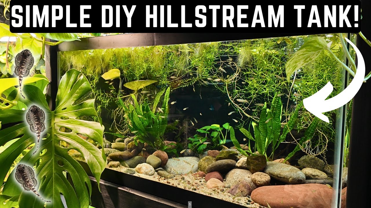 EASY RIVER ECOSYSTEM FOR HILLSTREAM LOACHES! (4K)