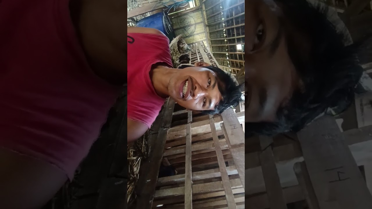 Cara extrim agar kambing doyan makan silase