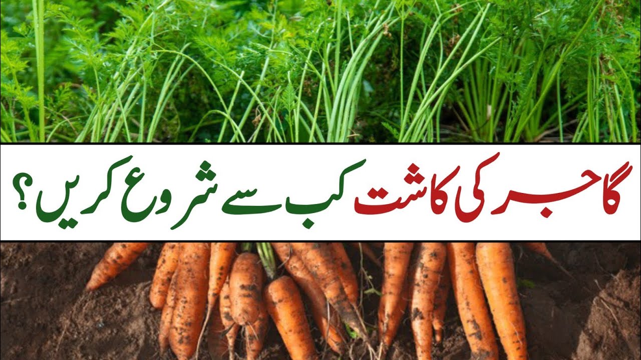 Best Cultivation time for Carrots || Pak Agriculture 