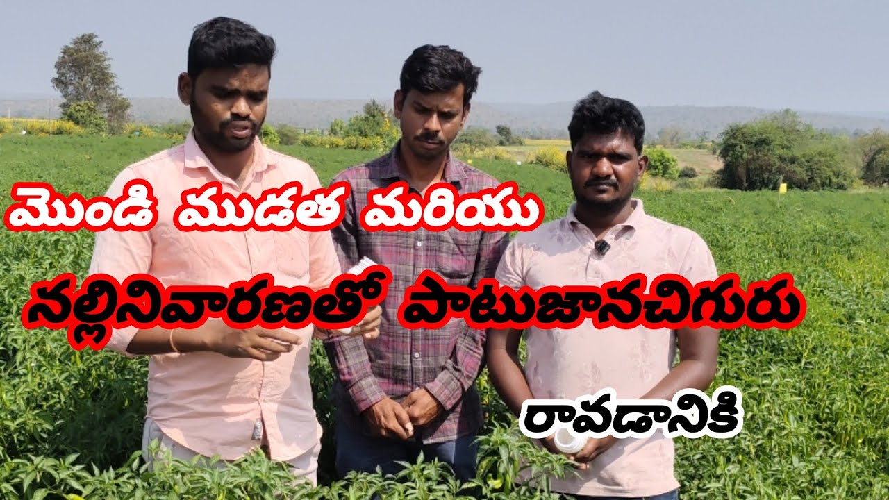 #మొండి ముడత నల్లి నివారణతో పాటు #ఒక జాన చిగురు రావడానికి