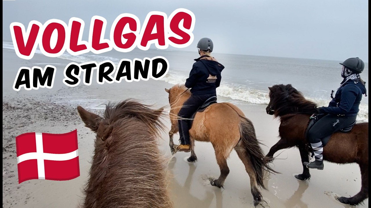Strandausritt MIT ISLÄNDERN 🐴🏖️ | Dänemark - Nymindegab Ridecenter