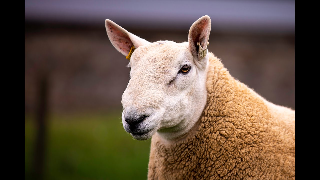 Muirton Tups - Lockerbie 2020