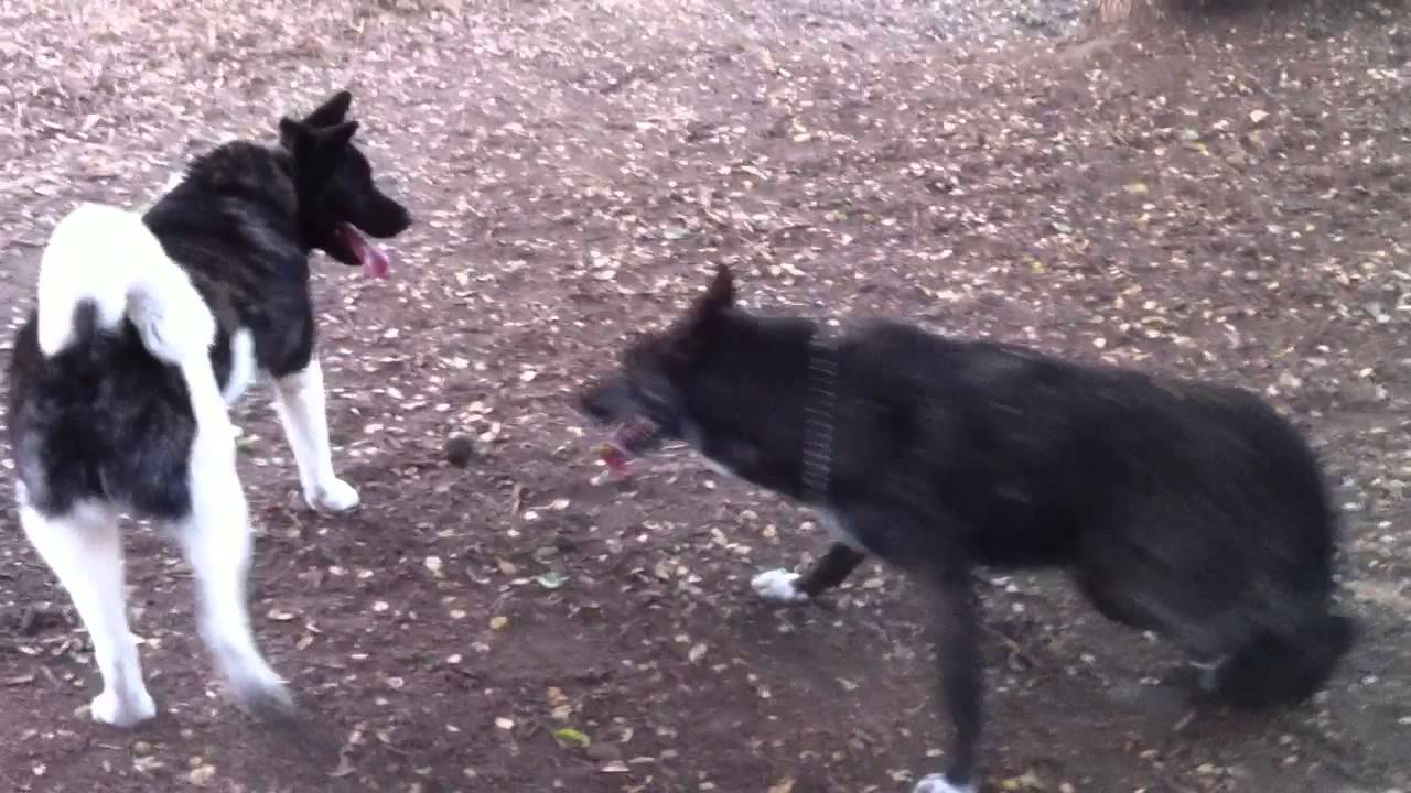 Akita and wolf hybrid playing