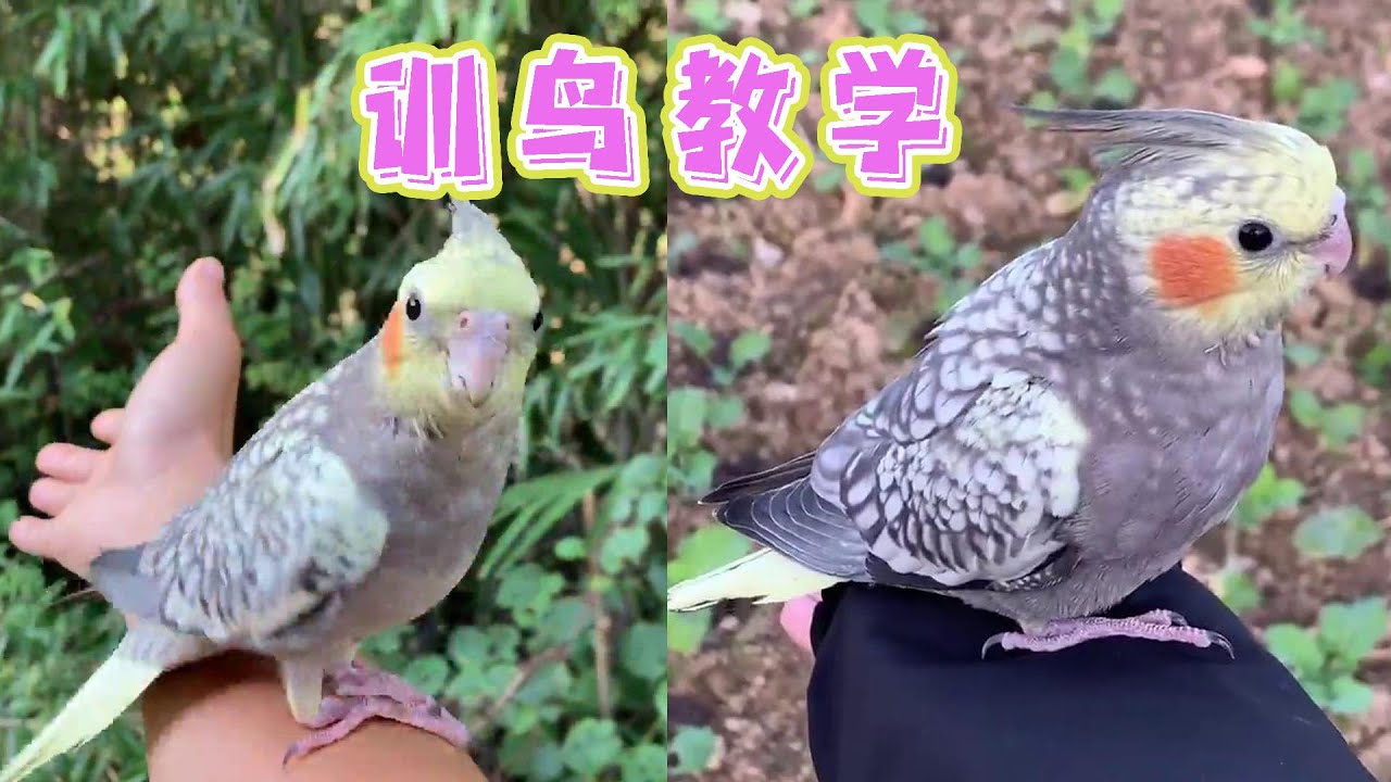 这个世界好人还是很多的，飞走一天的鹦鹉被好心的老人捡到归还给我【天下一场梦】