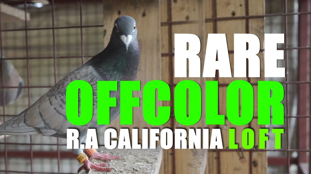 Rare Off Color Racing Pigeon by R.A California Loft
