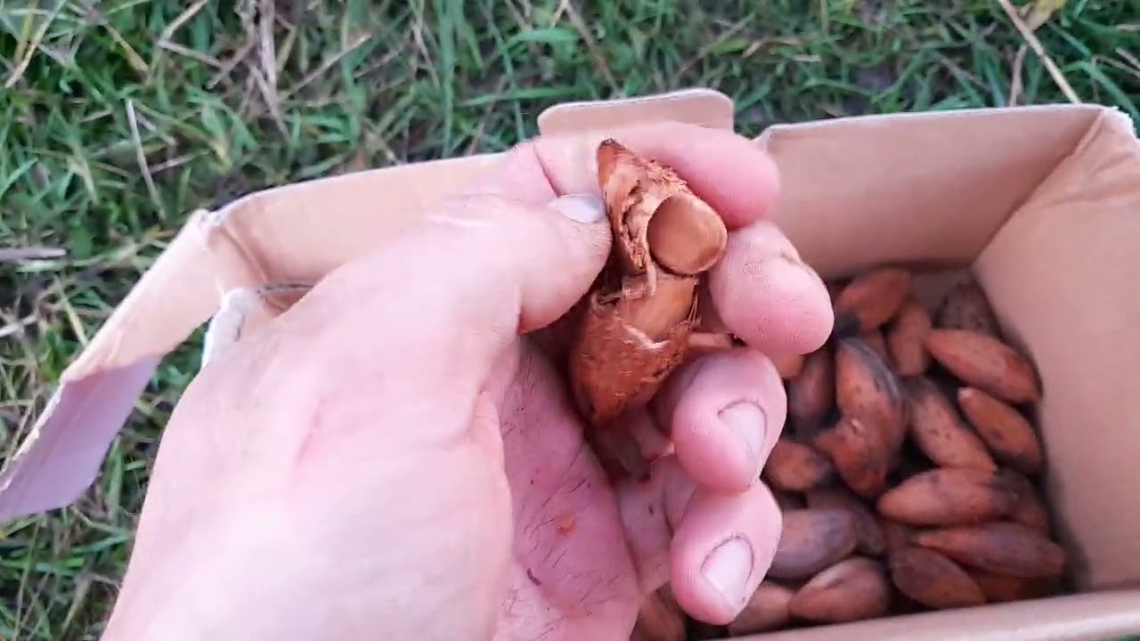 Nieuw ras Amandel ( Prunus d. 'Germany' met de hand te kraken!!!