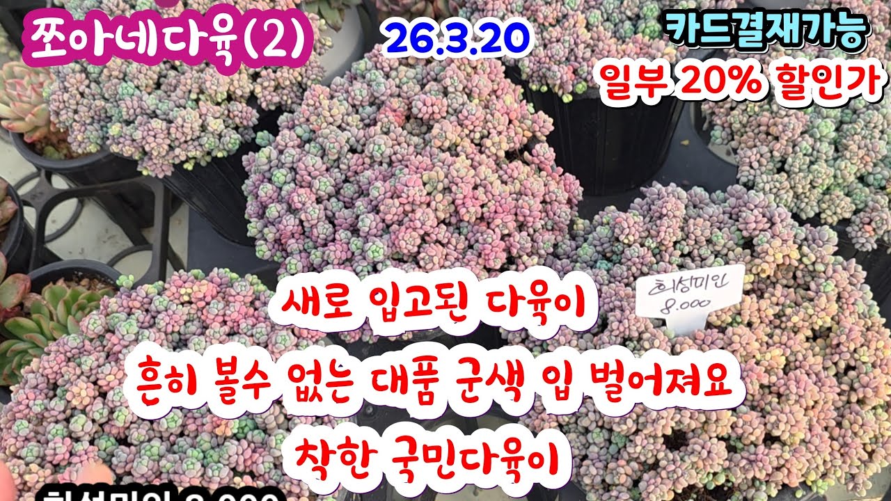 쪼아네다육(2) 예쁜 다육이 가격 착한 멋진포스 다육이 대품 몸값은 있지만 멋지고 잘 볼수없는 대품
