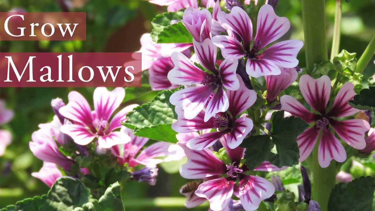 Mallow / Malva sylvestris | Common Mallow Plant Growing and Care । মালভা ফুল গাছ