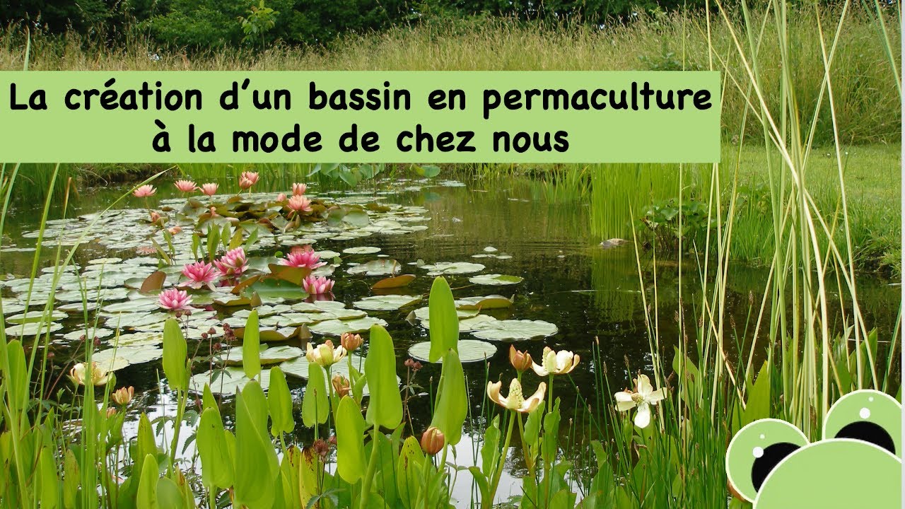 La création d'un bassin en permaculture