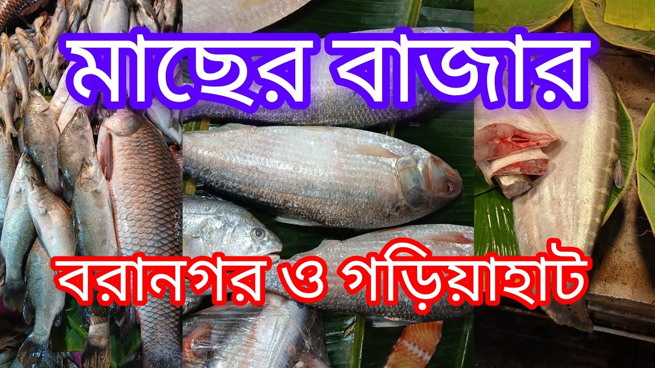 # কলকাতা মাছের বাজার #কলকাতা। বরানগর ও গড়িয়াহাট মাছের বাজার।