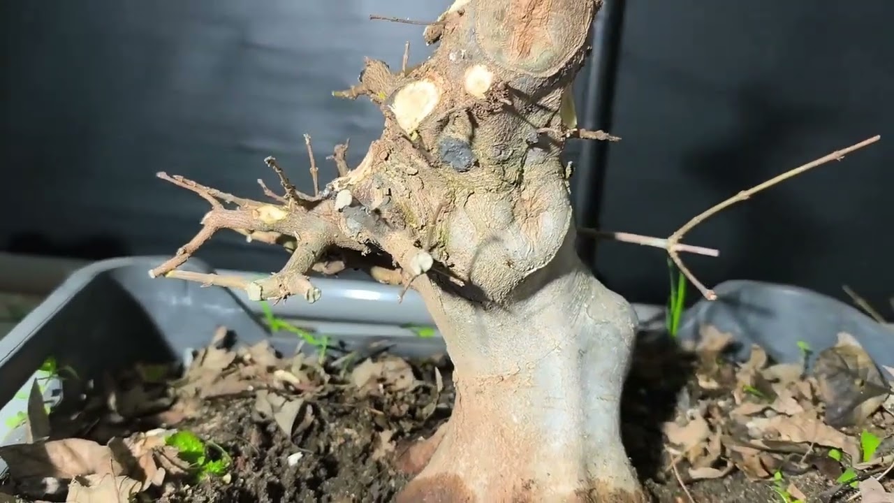 TRABAJO EN ACER BURGUERIANUM. PODA DE FORMACIÓN