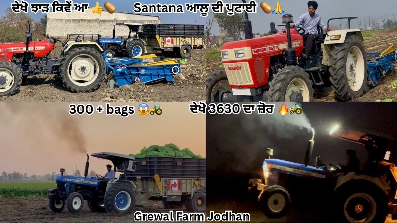 😱 ਦੇਖੋ Holland ਦਾ ਜ਼ੋਰ 🚜 300 + bags 🥔🚜 ਦੇਖੋ ਝਾੜ ਕਿਵੇ ਆ 👍 Santana ਆਲੂ ਦੀ ਪੁਟਾਈ ✅🙏 GrewalFarmJodhan 