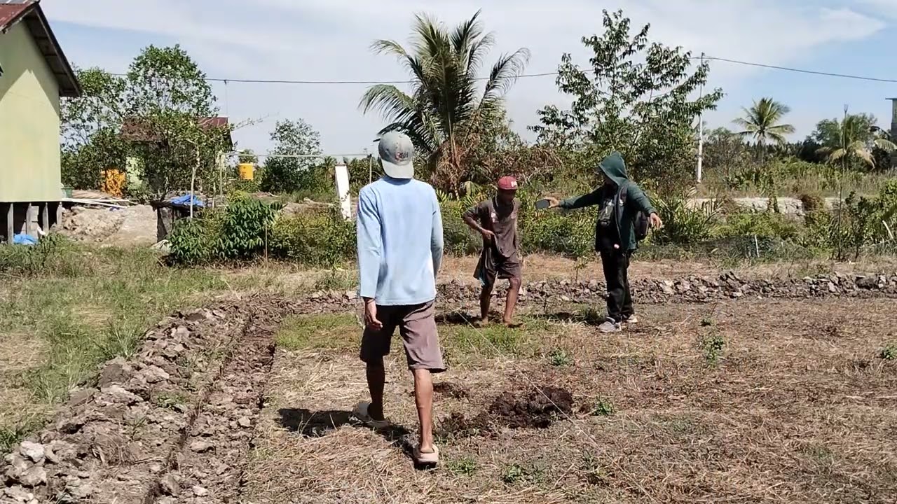 PROSES PENANAMAN, 100 BIBIT JERUK DI LAHAN MAS DIDIK OTONG TRANSMIGRASI KALIMANTAN UTARA