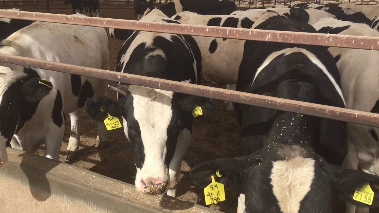 Becerros Holstein en Desarrollo Bajo Programa de Carne Natural