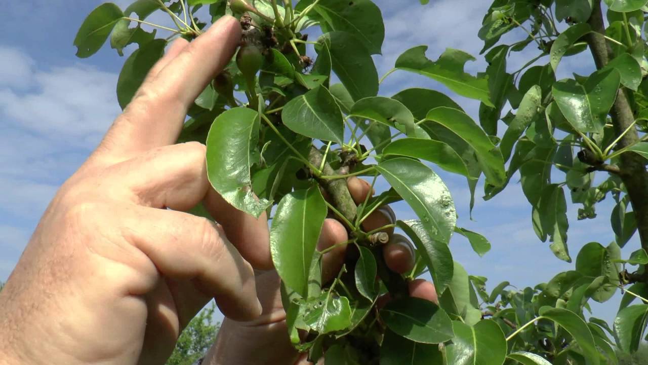 Eclaircissage des fruits d'un poirier