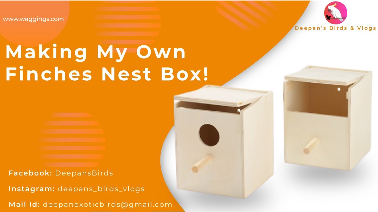 Made My Own Nest Box For My Finches... || Deepan's Birds & Vlogs