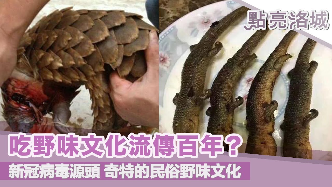 吃野味文化流傳百年？吃穿山甲？狗肉？帶您了解野味文化  2020 02 15 點亮洛城