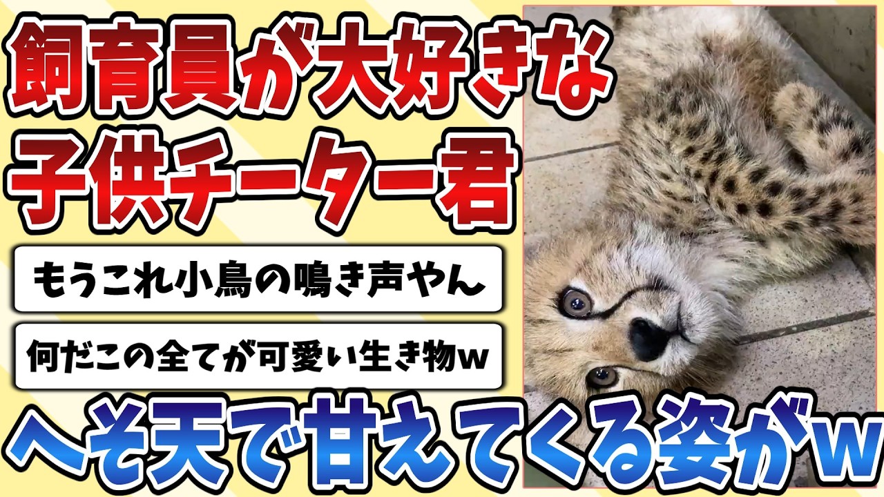 【2ch動物スレ】飼育員さんのことが大好きな子供の【チーター】がへそ天になりながら小鳥みたいな鳴き声で甘えてくる姿が可愛すぎるｗｗｗ