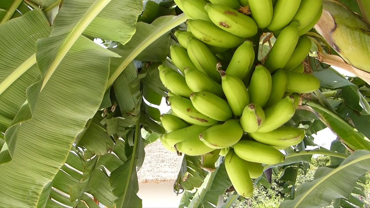 Découvrez la Maison Essuketeye