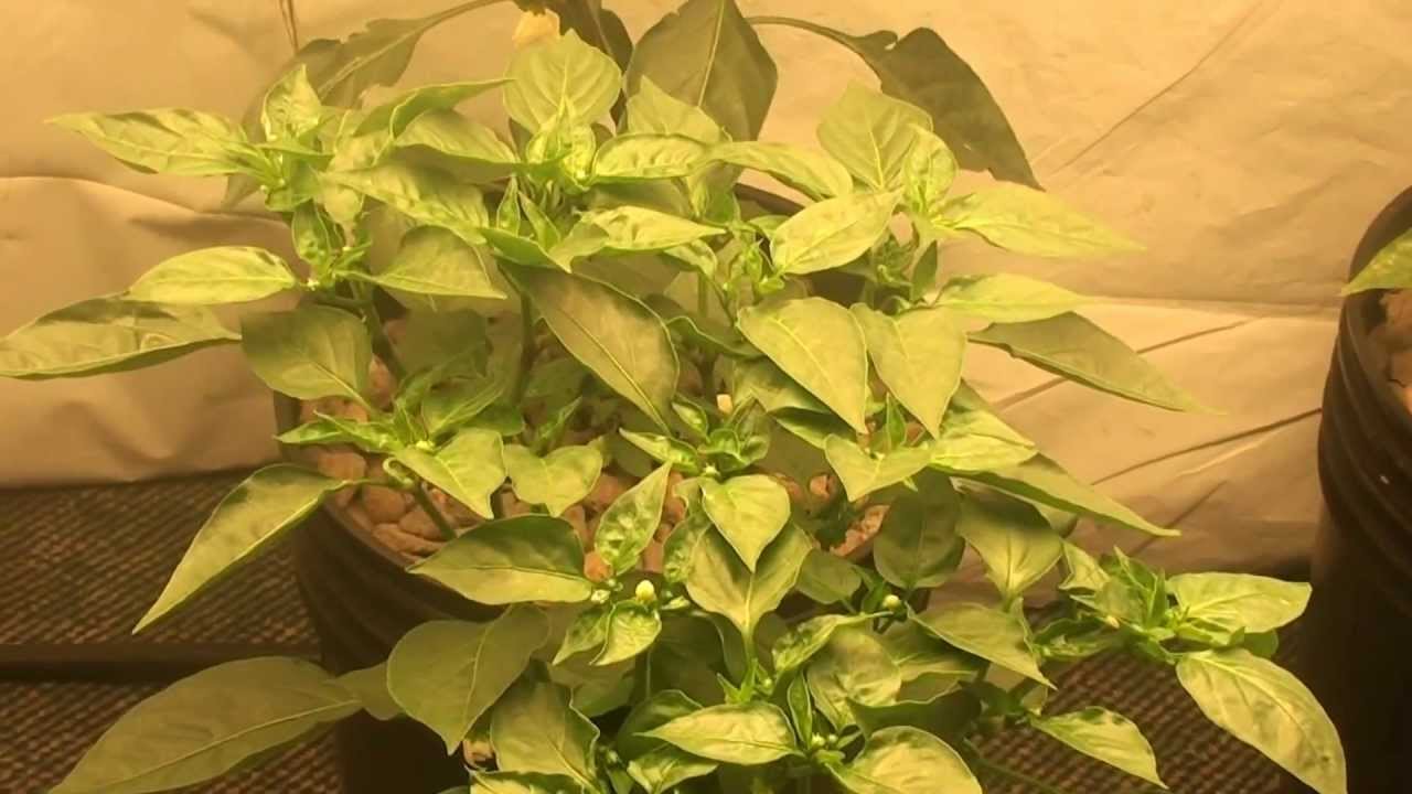Week 7: Chili Pepper Grow Test: 400W Induction v. 1000W HPS v. 1000W MH: Green Light Solution