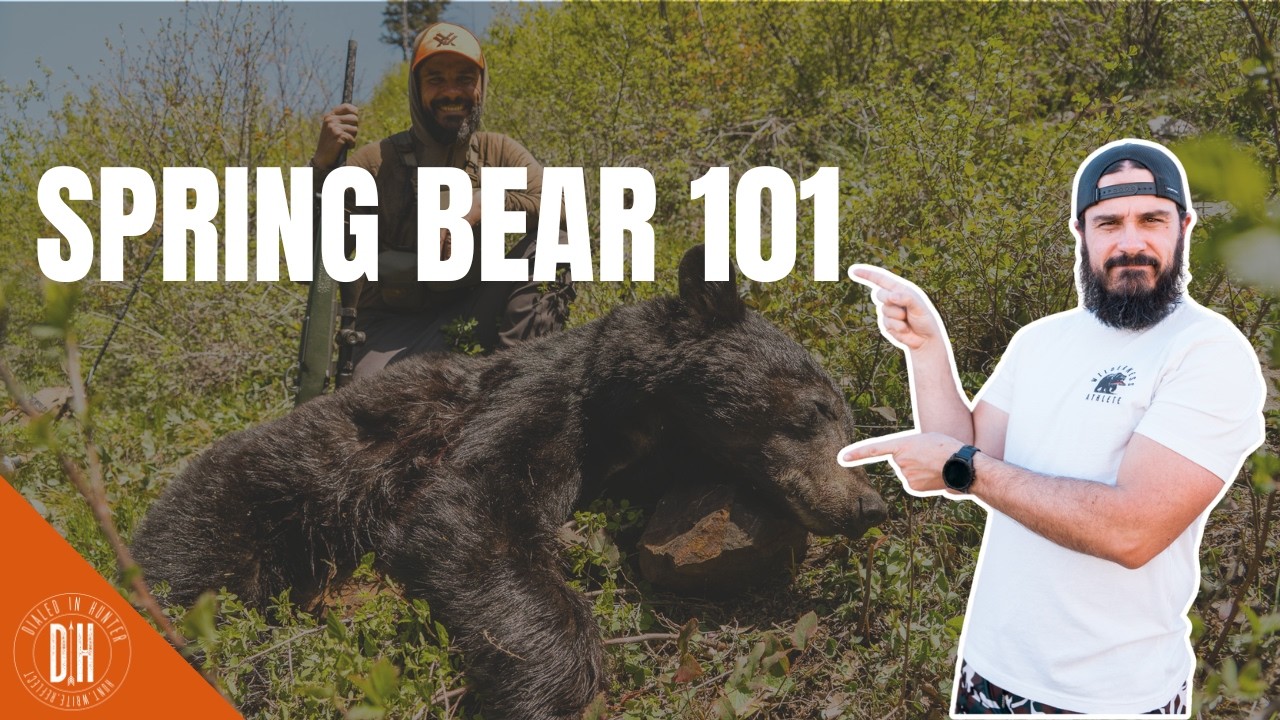 Найдите больше медведей этой весной — проверенные методы!