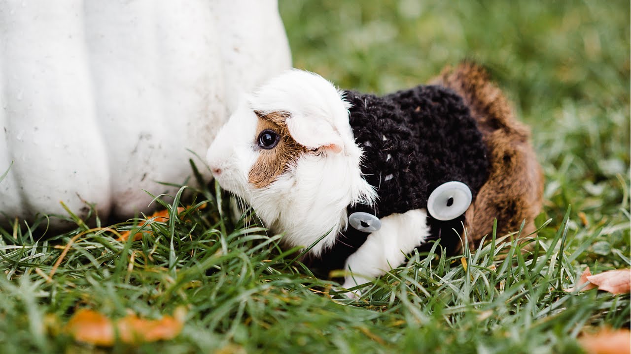 Crochet XXS Pet Sweater, Guinea Pig Sweater, Outdoor  Guinea Pig Costume, Photo Opportunity Sweater