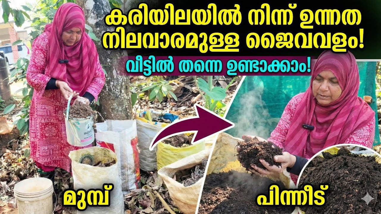 ചാക്കും കരിയിലയും ഉണ്ടോ അത് മാത്രം മതി പാൽചേമ്പ് നടാൻ 👌🏻