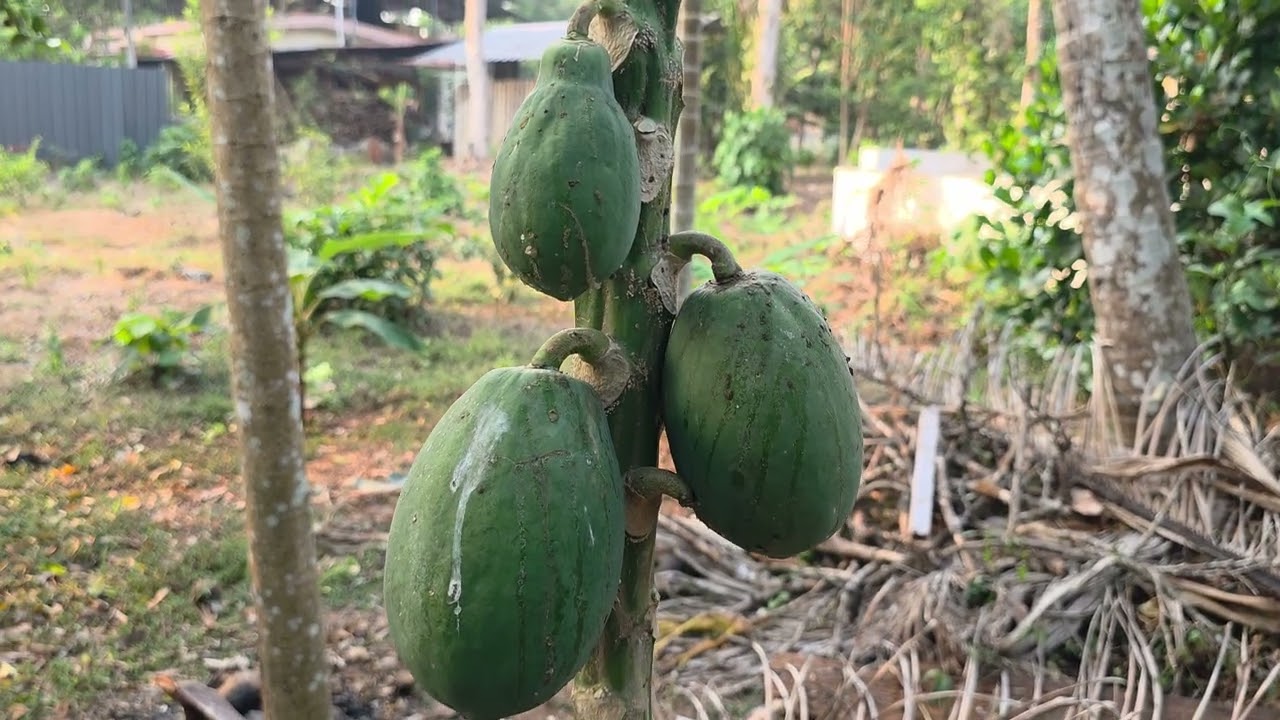വീട്ടുവളപ്പീലെ 
