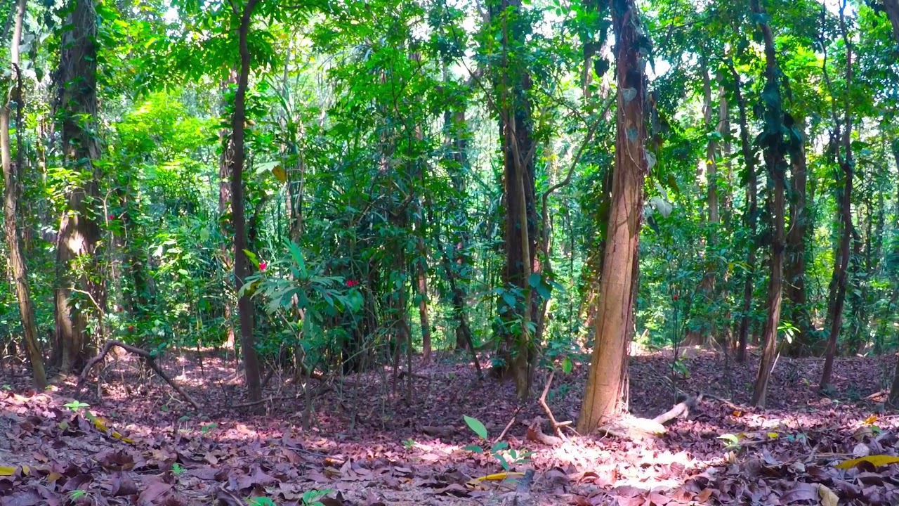 Udawatta Kele Sanctuary, Kandy, Sri Lanka
