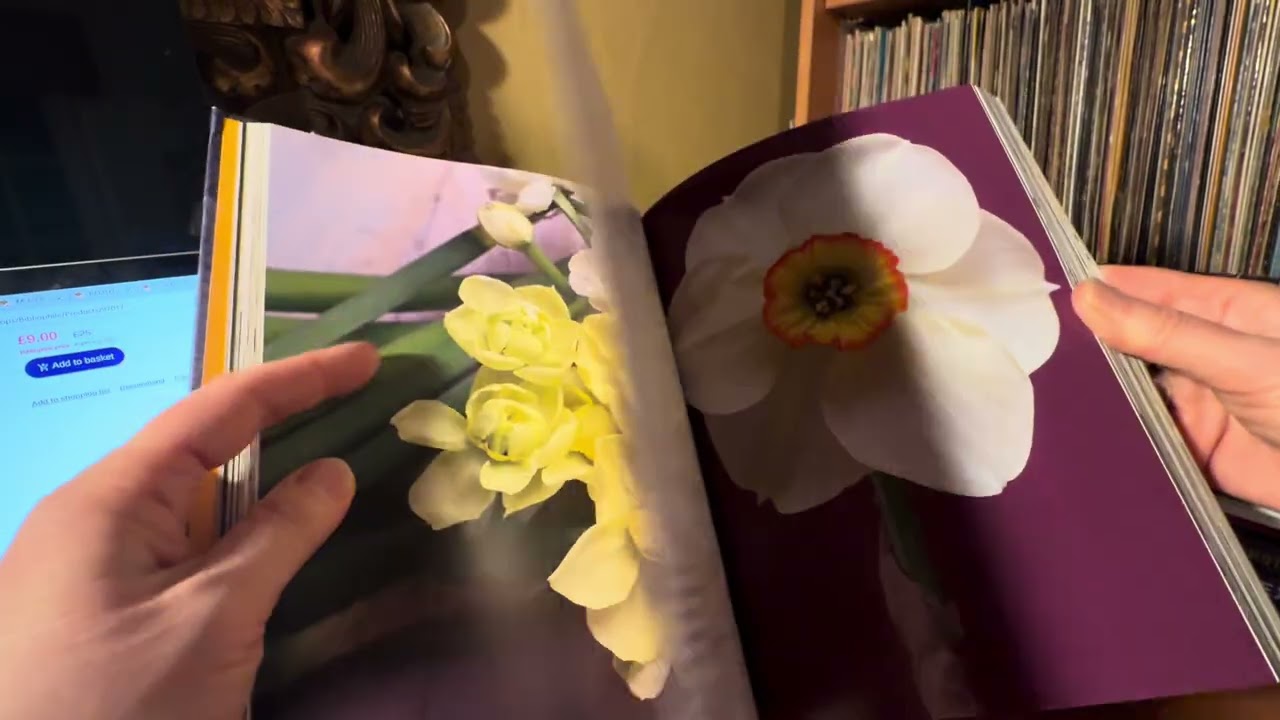 НАРЦИССЫ: Прекрасные сорта для дома и сада