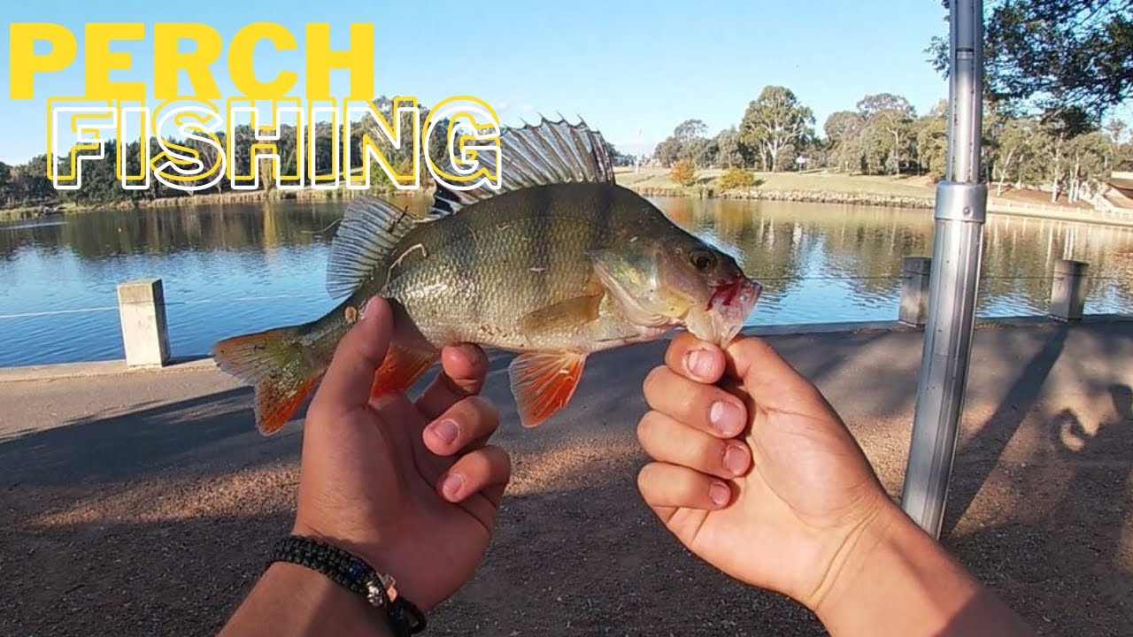 Redfin Fishing Canberra