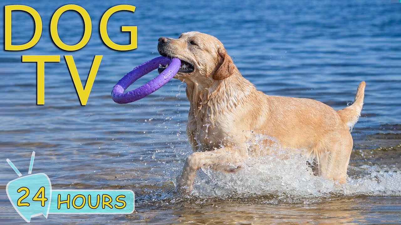 DOG TV: Best Video Entertain & Anti-Stress with Relax Music for Dogs When Home Alone - Music for Dog