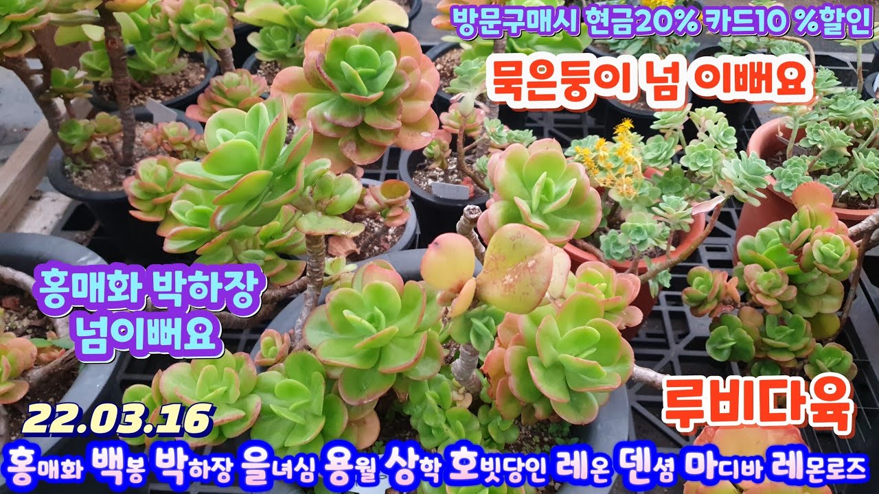 루비다육3탄/묵은둥이/홍매화.당인금.박하장.상학.마디바.아리엘.덴셤.레몬로즈금.레몬로즈.을녀심.용월.백봉.호빗당인.레온/택배 010 5895 1110