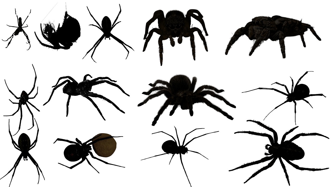 Top 5 Spider Hunting MISTAKES to Avoid Along the River