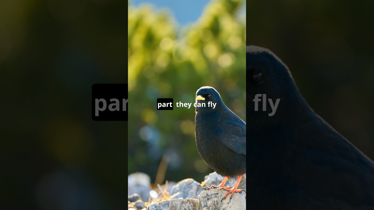 Mind-Blowing Facts About Alpine Choughs! 