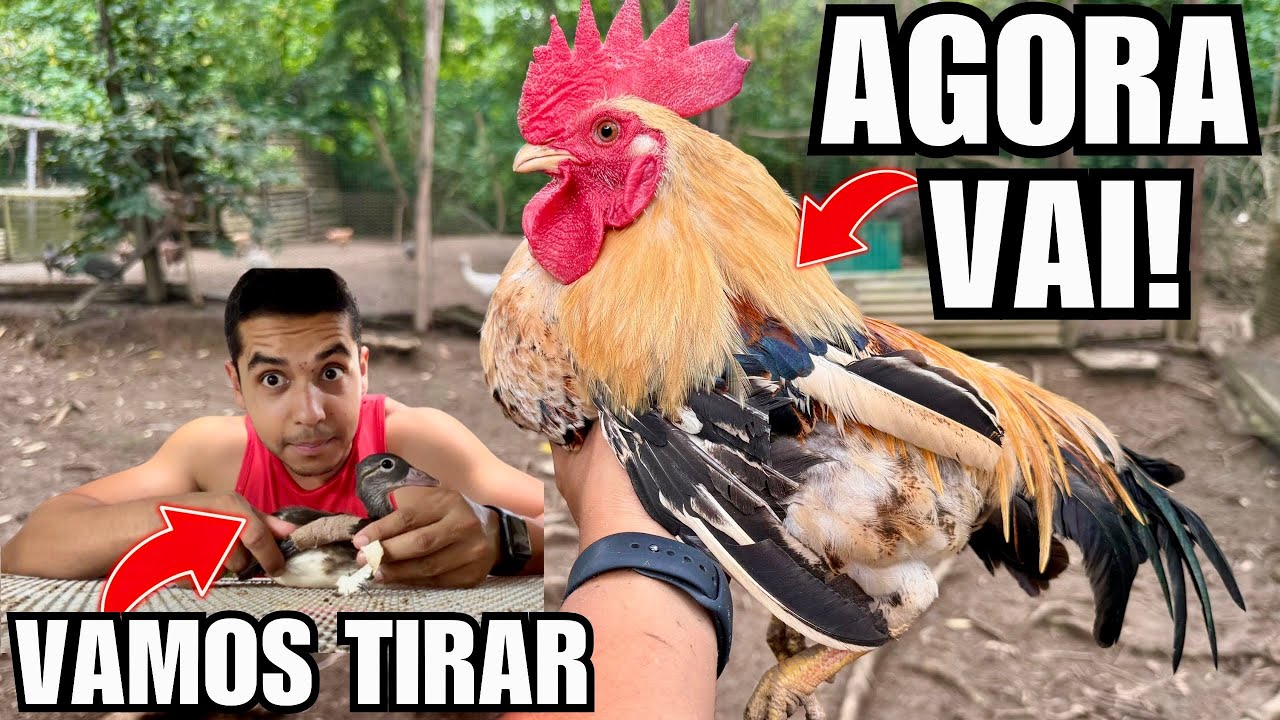 Tirando a tala do marreco mandarim | Pegando Galinha | Susto filhote de Grou Coroado | Aves Recriar