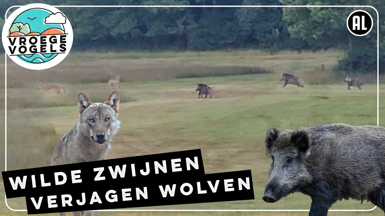 Wild zwijn verjaagt wolven | Zelf Geschoten | Vroege Vogels