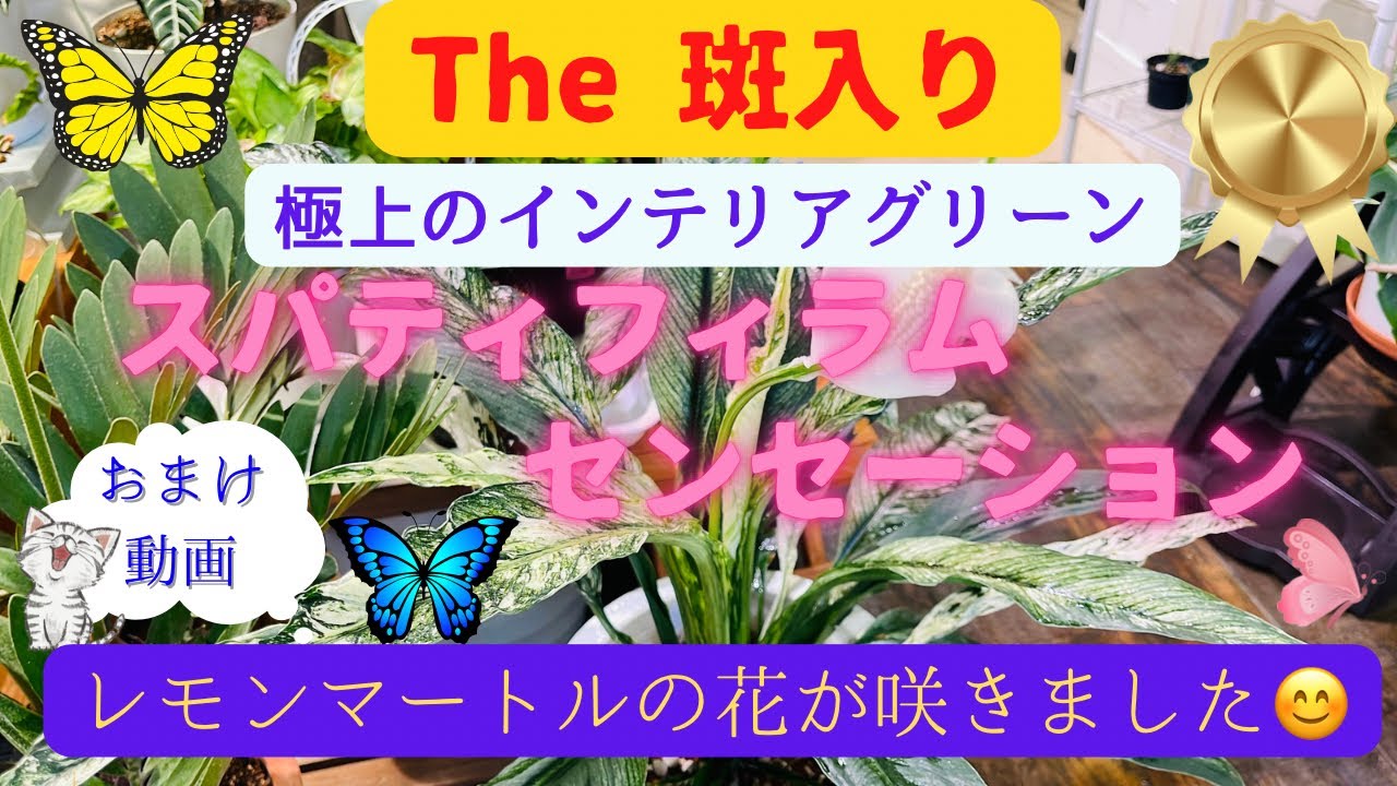 【まるで大理石のような斑入】スパティフィラム・センセーション🌱