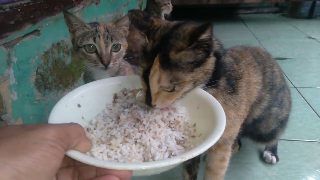 BERKAH ROMADHON MEMBERI SEDEKAH MAKAN PADA KUCING DI PERTAMA BULAN RAMADHON...