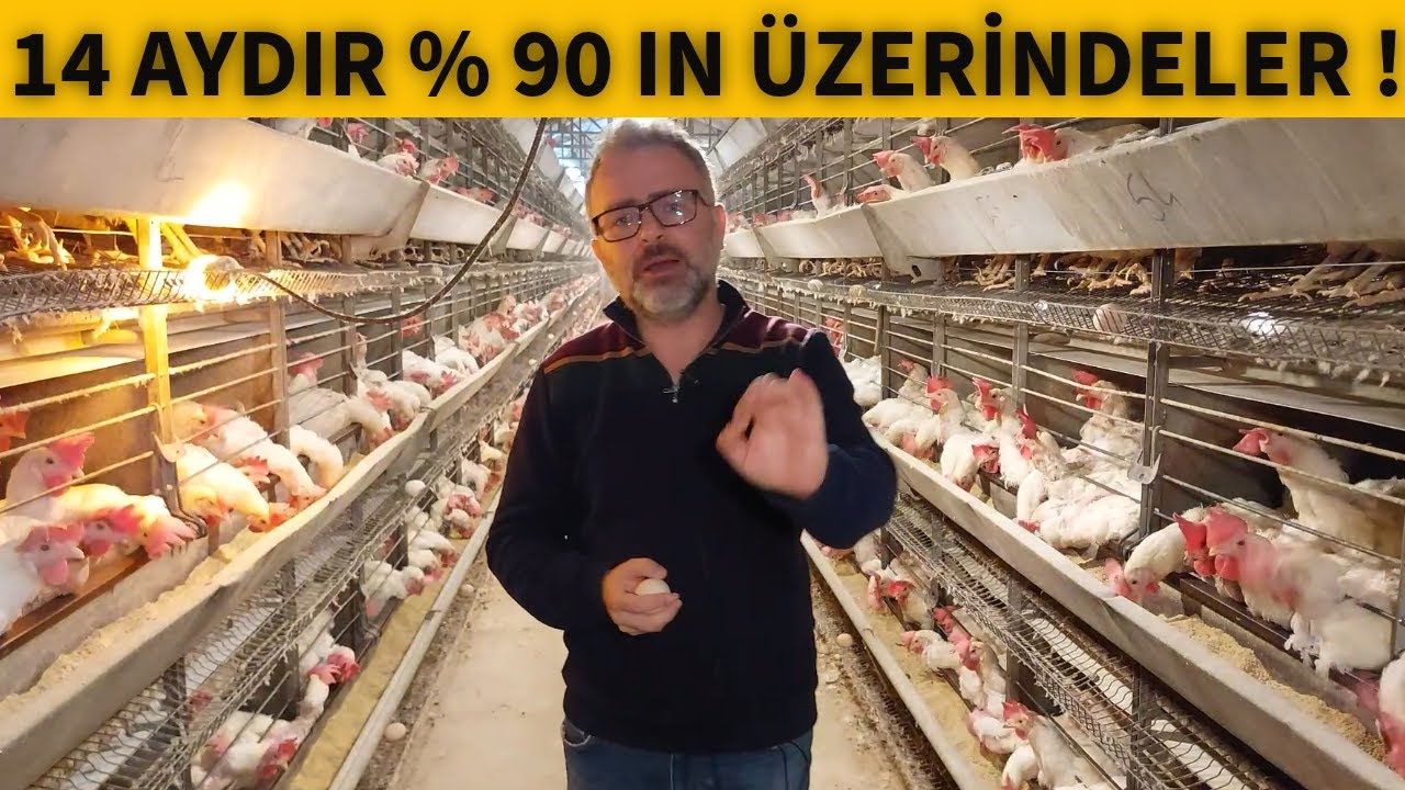 TÜM ZAMANLARIN EN YÜKSEK YUMURTA SAYISI : REKOR KIRAN TAVUK SÜRÜSÜNÜ İNCELİYORUZ !
