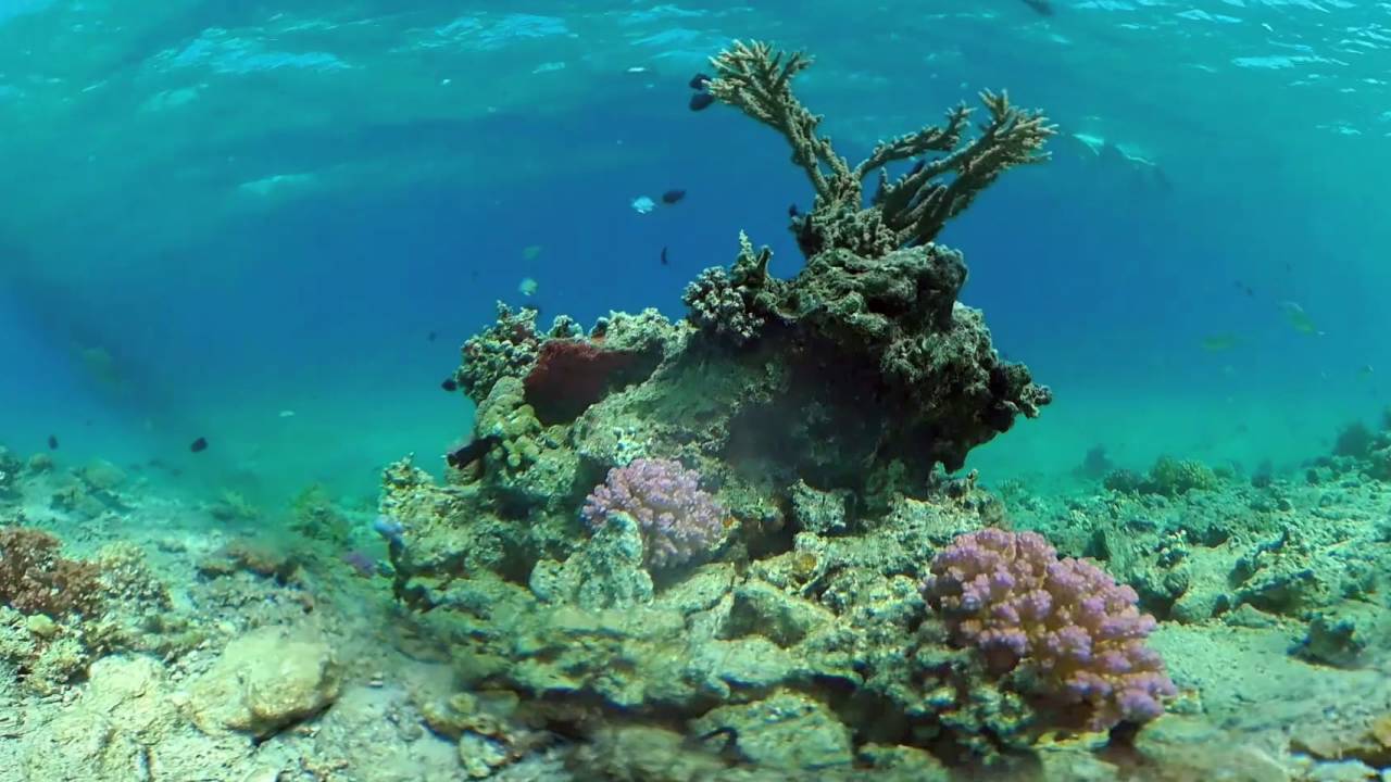 Das Rote Meer in 360grad VR - &Auml;gypten 2016 | Red Sea Egypt