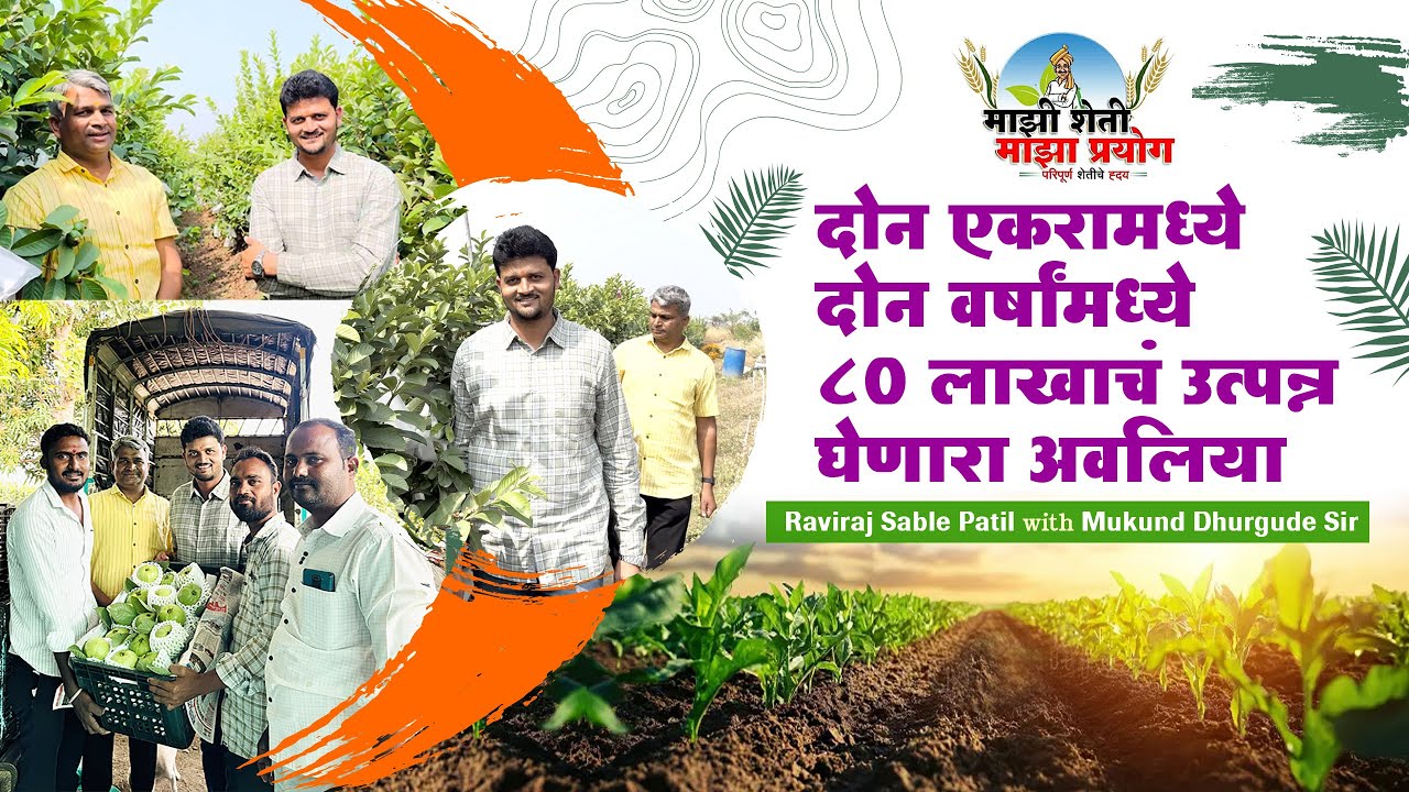Jumbo Guava 2 वर्षात 80 लाखांचे उत्पादन घेतलेली बाग, यशस्वी शेतकऱ्याची मुलाखत.✌🏻 